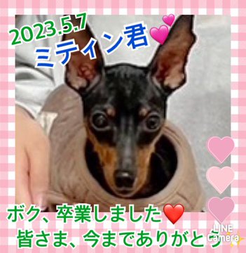 【運命の赤い糸見～つけた💓ミニチュアピンシャーのミティン君💕】2023,5,7